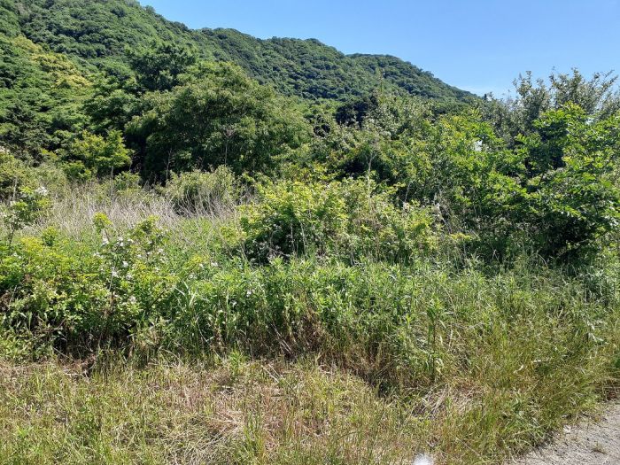  徳島県鳴門市鳴門町三ツ石字芙蓉山下