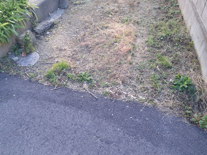  徳島県吉野川市鴨島町喜来